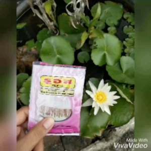 ทรายอะเบท ทรายกำจัดลูกน้ำยุงลาย ซองบรรจุ 50 กรัม ยกถัง 500 ซอง