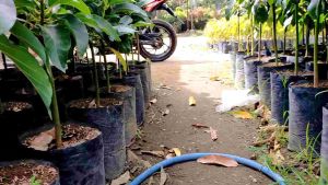 Bibit Tanaman Buah Alpokat Aligator Super Unggul Batang Besar