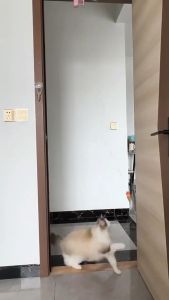Automatic Electric Cat Yo-Yo Toy Interactive Smart Door Hanging Cat Balls Toy Cat Self-entertainment