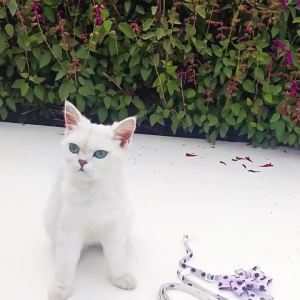 Comfortable Breathable Dog Harness Leash Anti-Escape Cat Walking Chest Strap