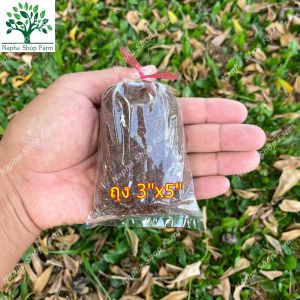 ตุ้มตอนกิ่ง จำนวน 1 ตุ้ม หมักน้ำยาเร่งราก ฟรีเชือกผูกตุ้ม 2 เส้น ทุกถุง