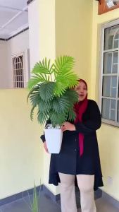 72CM-100CM/Indoor Decorative Plant（FREE FLOWER POT）Palma Tree/Banana Tree/White Striped Banana Tree/Monstera Albino