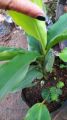 Cardamom/ Cardamon seedlings (Elettaria cardamomum) herbs and spices. 