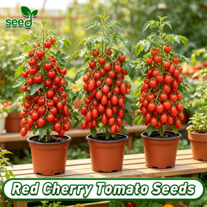 (Fast Growing - Red Yellow Black) 100% Legit Dwarf Cherry Tomato Seeds for Planting Fruits - Sweet Bonsai Cherry Tomato Live Plant Seeds Balcony Potted Cherry Tomatoes Seeds Seedlings Easy To Grow Organic Fruit Seeds Vegetables Seeds for Gardening