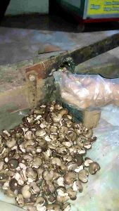 kacang mente gelondongan