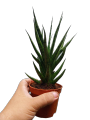 Sansevieria 'Bunlue Torch’  (4 to 6 inches height)[With FREE 1 Pc. Cocopeat, Ipa, Philodendron  cutting randomly picked by Seller]. 