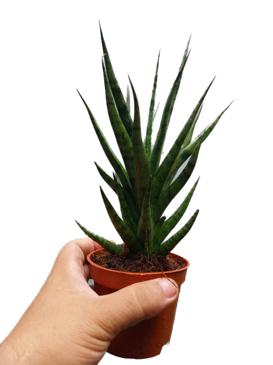 Sansevieria%20'Bunlue%20Torch%E2%80%99%20%20(4%20to%206%20inches%20height)%5BWith%20FREE%201%20Pc.%20Cocopeat,%20Ipa,%20Philodendron%20%20cutting%20randomly%20picked%20by%20Seller%5D%20-%20Image%205