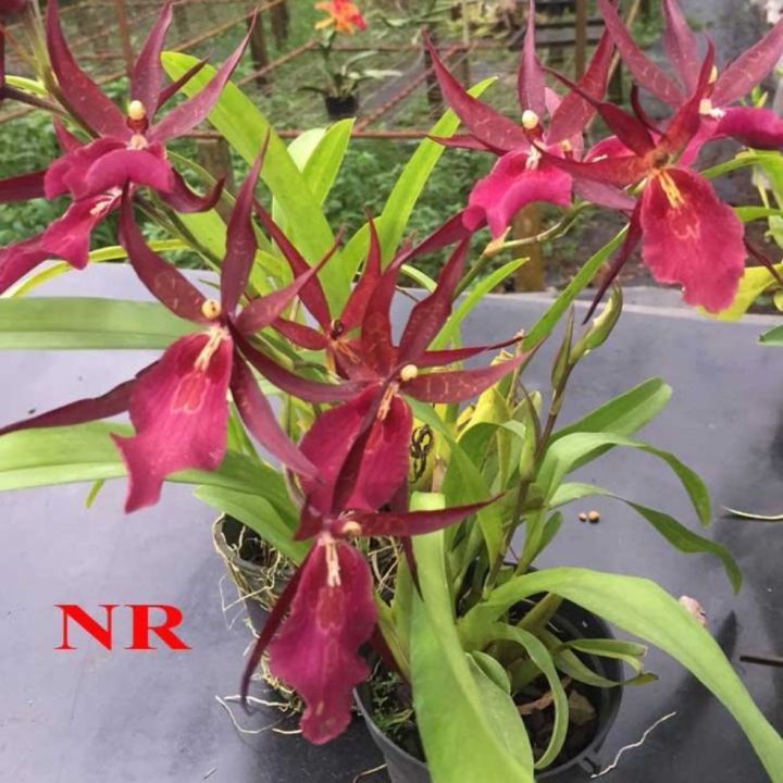 hoa lan vũ nữ NR ( nhện đỏ)