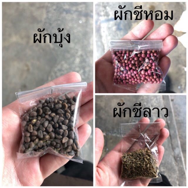 เมล็ดพันธุ์ผักบุ้ง ผักชีลาว ผักชีหอม ตราศรแดง ซองละ 5 บาท