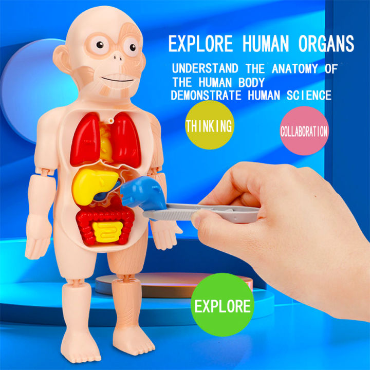 Kids Science Human Organ Model Toys DIY Assembly Human Organs Kids ...