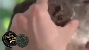 Palm Peppermint Essential Oils Shampoo Bar - Made with Rice Water for Hair Growth - Handcrafted Sulfate Free Shampoo 1.94 Oz/Pcs 2 Pack