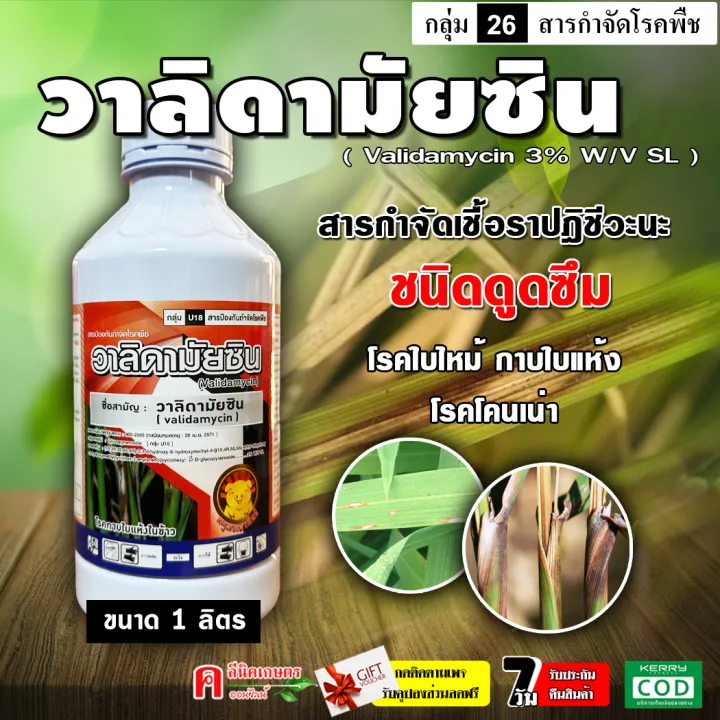วาลิดามัยซิน (หมู) 1 ลิตร ป้องกันโรคใบไหม้ข้าว กาบใบแห้ง