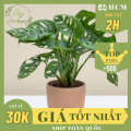 [Mua 2 giảm 15K ship] CÂY TRẦU BÀ LỖ ,(cao 20cm), cây phong thủy hút tài lộc để bàn mini GIÁ RẺ, lọc không khí, Cây Tươi Nguyên CTN0180. 