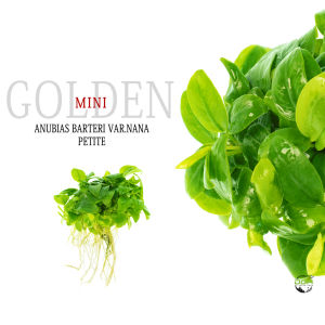 Aquatic plants Anubias barteri var. nana Gold Petite Mini golden(水草迷你黄金小榕)