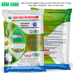 NẤM XANH METARHIZIUM  Nấm Ký Sinh Trừ Côn Trùng Bảo Vệ Cây Trồng