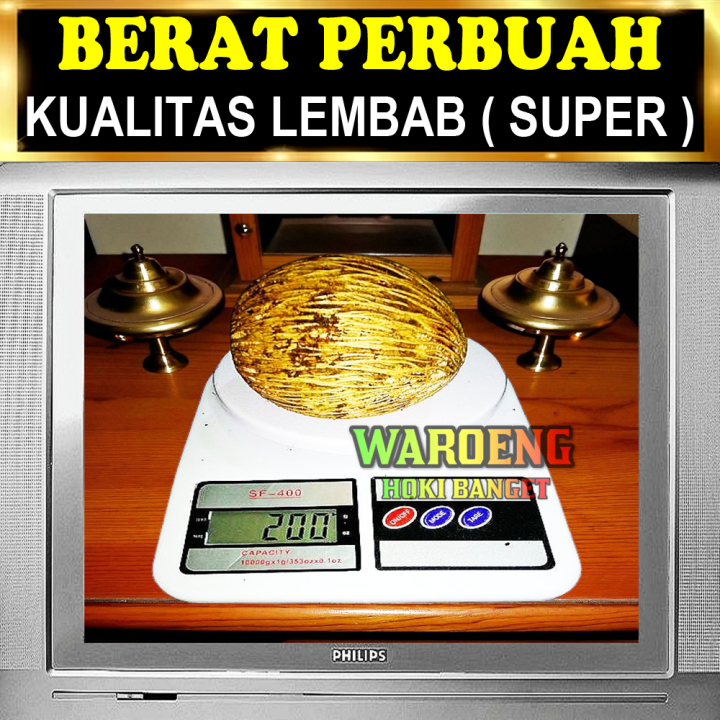 PENGUSIR%20TIKUS%20AMPUH%20%7C%20BUAH%20BINTARO%20LEMBAB%20%7C%20BUAH%20SIMPALAK%20-%20Image%208