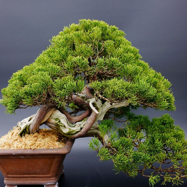 granatapfelbaum bonsai Punica