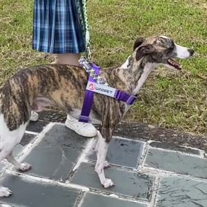 2025 OPNMojioo สายคล้องอกสะท้อนแสงสายจูงสุนัขปรับได้สำหรับสุนัขขนาดกลางและขนาดใหญ่มือจับอุปกรณ์ควบคุมง่ายเชือกแบนสายรัด86