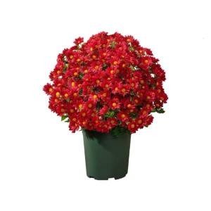 Artificials Chrysanthemumsss outdoor autumn simulation sunset Chrysanthemumsss do not fade daisy bulk flower arrangement