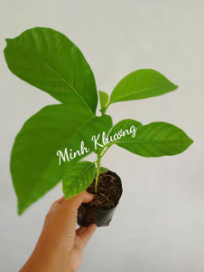 Chậu Cây giống dưa tây chịu nhiệt quả siêu to vỏ bóng thịt thơm ngọt -Vườn Minh Khương