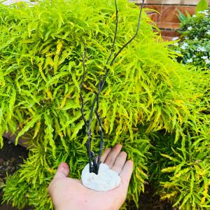 Hiasan Aquarium Tanaman Pohon Akuarium Bonsai Akar Bahar Aksesoris Dekorasi Aquascape