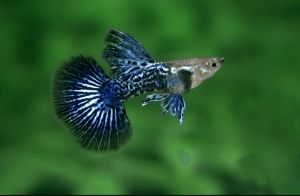2 Pair Gred A Guppy Dumbo Redtail/Red Lace/Dumbo Blue Dragon HM/Albino Platinum White RESTOCK EVERY FRIDAY