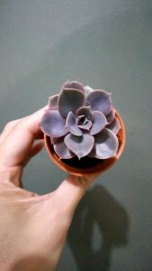 Succulents Echeveria Perle von Nurnbeg