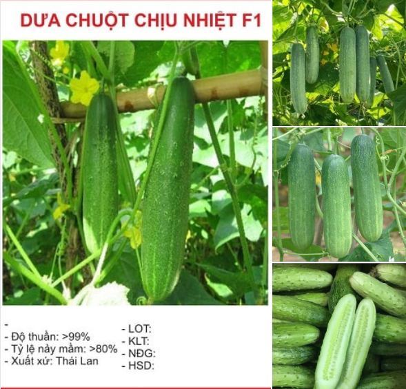 Hạt Giống Dưa chuột chịu nhiệt (dưa chuột Thái) F1 – 10Hạt/gói - VTNN2 ...