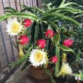 [Easy To Grow In Malaysia] Pitaya Seeds Dragon Fruit Seeds for Planting (Mixed 200 Seeds) Balcony Potted Yellow Dragon Fruit Plant Seeds Dwarf Fruit Plants Red Dragon Fruit Seedlings Home Garden Seeds Bonsai Tree Live Plant Real Plants Benih Pokok Buah. 