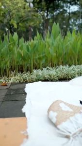 ADINDA DRESS by GREENISM GAMIS SYARI POLOS AKSEN LENGAN RENDA CANTIK ROSE CREPE