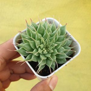 ต้นไม้อวบน้ำ กุหลาบหิน แกร๊ปโตเวเรีย ซิลเวอร์สตาร์ Graptoveria Silver Star #เมล็ดพันธุ์พืช