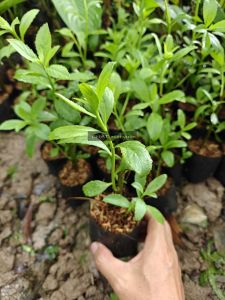 Gốc Cây Từ Bi/Cúc Tần giống (cây giống lá lớn cực đẹp)