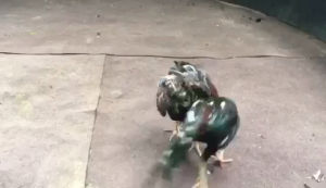 ไข่ไก่ชนก๋อยกัด สายปราณบุรี100% ร้านจัดส่งไว เจ้าเขียวมงคล