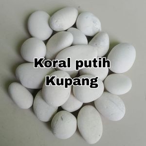 batu hias putih kupang 500 gram taman dan akuarium