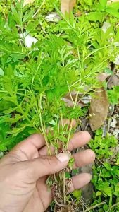 Bibit Kenikir & Pohon Kenikir Siap Tanam