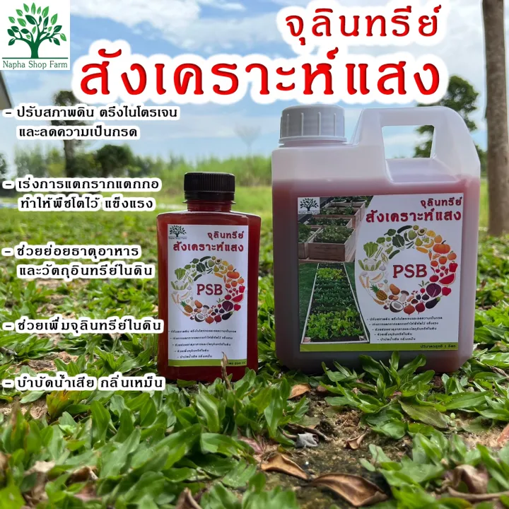 หัวเชื้อจุลินทรีย์สังเคราะห์แสง คัดเกรดคุณภาพสูง สูตรเข้มข้น