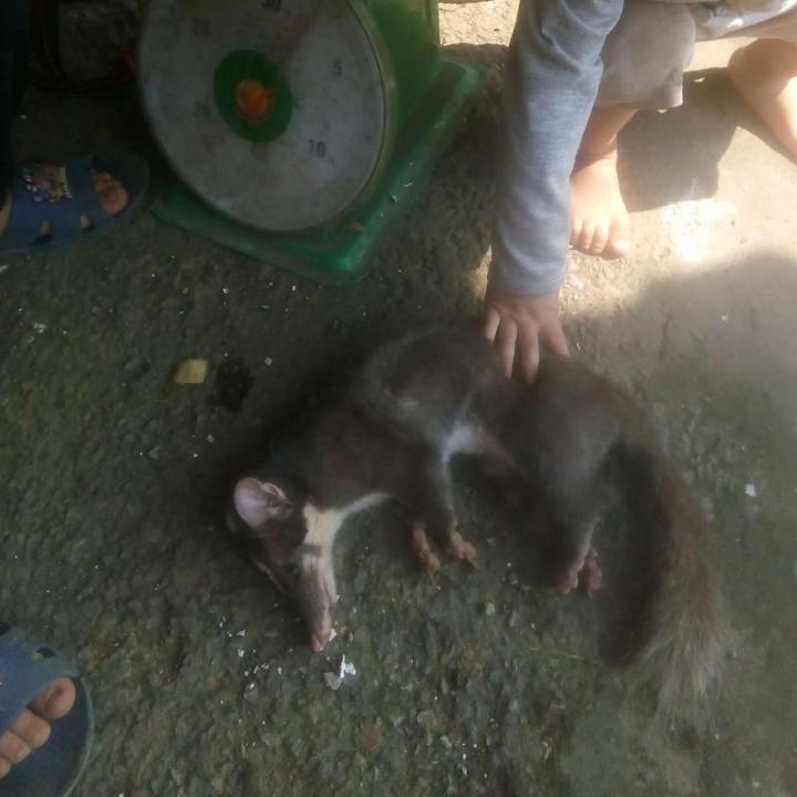 combo%205%20b%E1%BA%ABy%20c%E1%BA%A1m%20ki%E1%BB%81ng%20c%E1%BB%A1%2014cm%20gi%C3%A1%20r%E1%BA%BB%20-%20Image%204