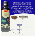 Anti Alga dan bakteri penghilang lumut dan penyakit ikan aquarium atau kolam untuk 5000 liter air. 
