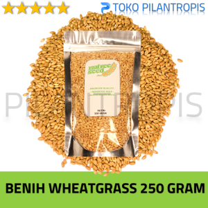 BENIH WHEATGRASS KUCING 250GR BIBIT RUMPUT GANDUM BIJI CAT GRASS MICROGREEN SEED BIJI WHEAT GRASS IMPOR MURAH BERKUALITAS