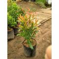 Tanaman Hias Pucuk Merah / Syzygium oleina / Pucuk merah Tanaman Hias  - Bibit pohon pucuk merah. 