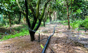 250m Ống dây tưới mềm Nguyễn Tân phi 27 - Không đục lỗ [BH 12 tháng] | Ống mềm sử dụng trong hệ thống tưới nông nghiệp