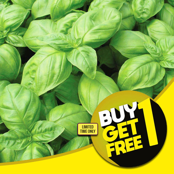 Basil Seeds Sweet Basil Herbs Seeds Rare Vegetable Seeds