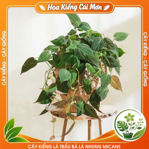 Cây Kiểng Lá Trầu Bà Lá Nhung Micans - Vẻ Đẹp Nhung Mịn Sang Trọng Dễ Trồng Trang Trí Nhà Cửa Ban Công Sân Vườn