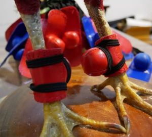 นวมหนัง นวมยีนส์ สําหรับหุ้มเดือยไก่ชน