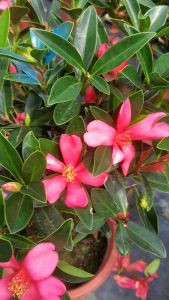 SOVCamellia Azaleacamellia japonicaBunga Azalea Outdoor Plant Easy care Plant Real Live PlantPokok Hidup