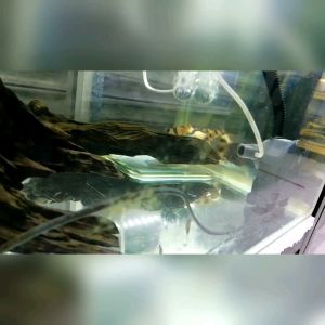 Clown loach/algae eater 4-5cm