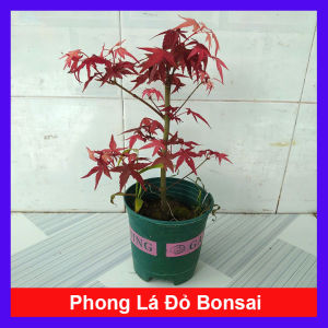 Cây phong lá đỏ - cây cảnh để bàn (Ảnh thật) - hoakiengphuongquyen