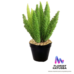 tanaman hias ekor tupai jumbo tanaman  asparagus remaja