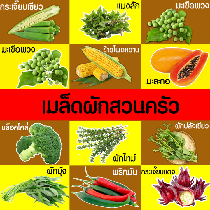 เมล็ดผักสวนครัวรวม ผักชี คะน้า มะเขือยาว ปลูกง่าย งอกดี