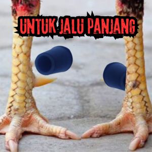 pelindung jalu ayam lakban karet kusus jalu ayam zeorfarm